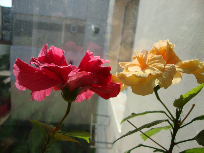 DSC06675 - Hibiscus 2013