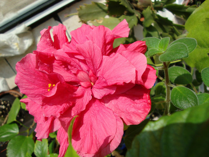 DSC06678 - Hibiscus 2013