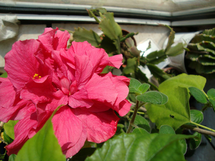 DSC06679 - Hibiscus 2013