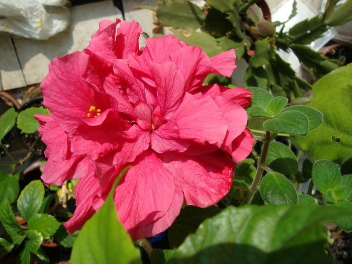 DSC06680 - Hibiscus 2013