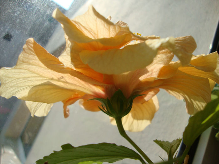 DSC06681 - Hibiscus 2013