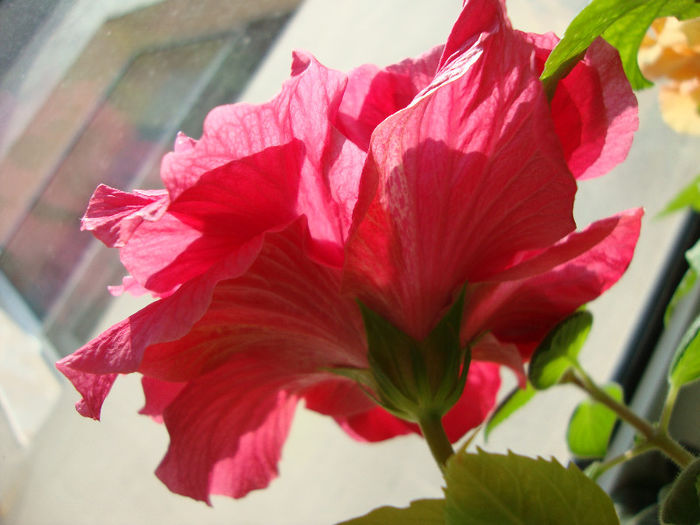 DSC06682 - Hibiscus 2013