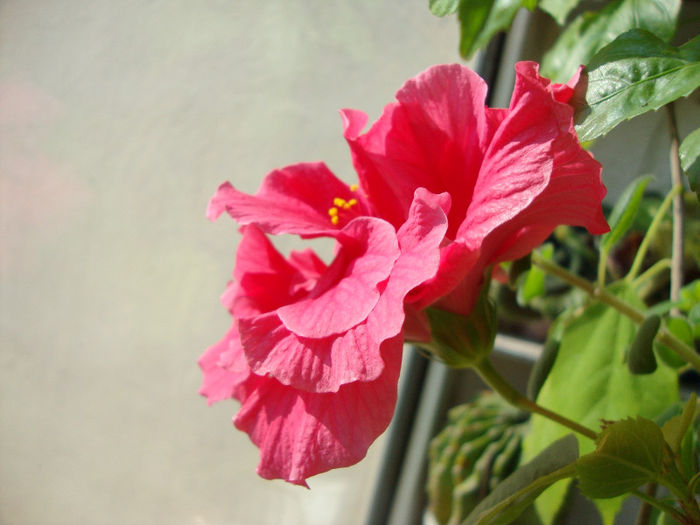 DSC06683 - Hibiscus 2013