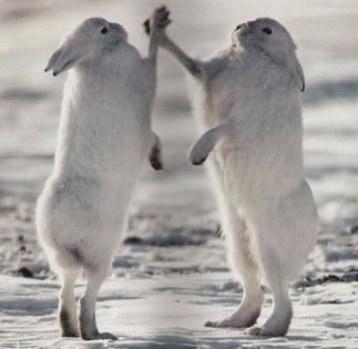 rabbithighfive-400x389 - Iepurele arctic