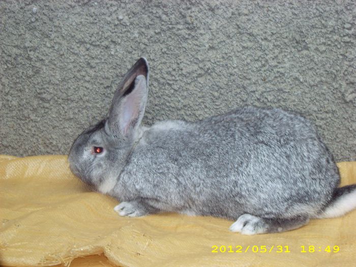 Chinchilla mare