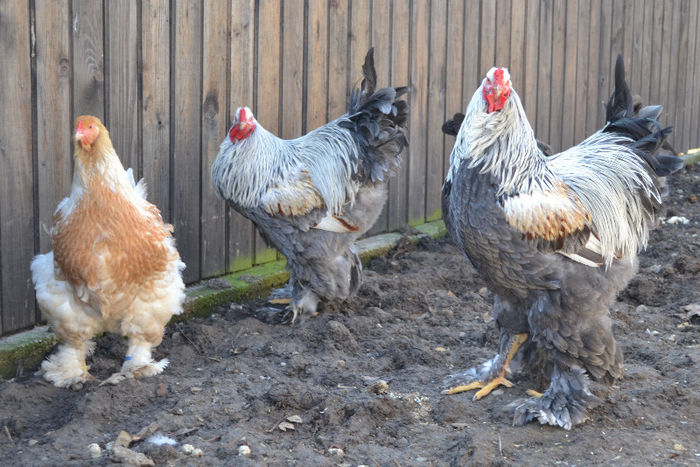 sil - B__Brahma Silver orange