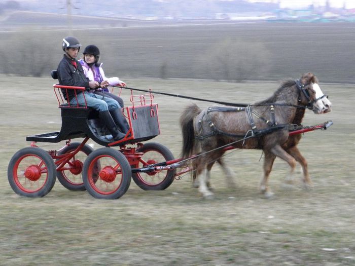 PERECHE PONEI WELSH