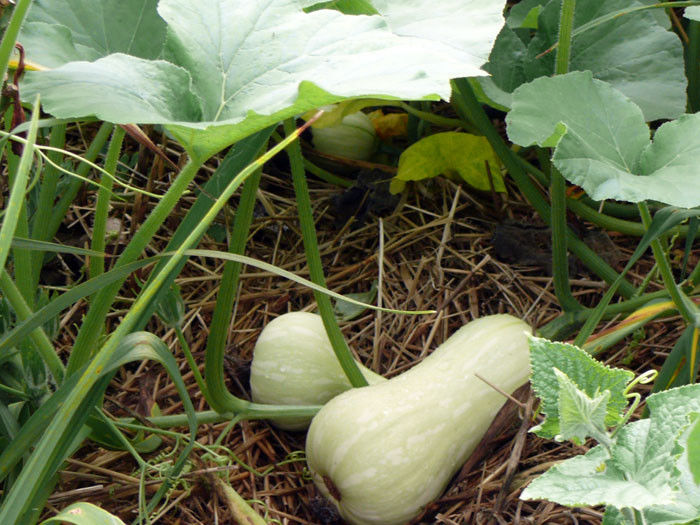 Dovleac-butternut