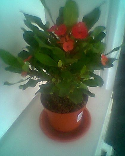 euphorbia mily