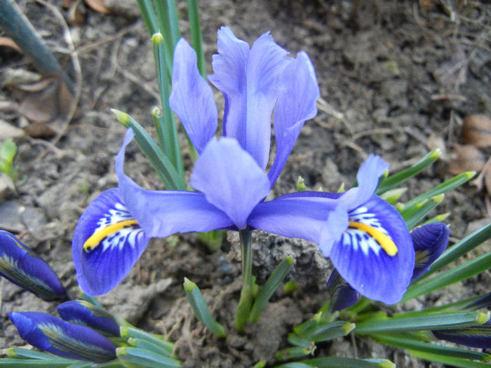 Iris reticulata Blue (2013, March 09) - Iris reticulata Blue