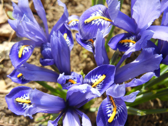 Iris reticulata Blue (2013, March 09) - Iris reticulata Blue