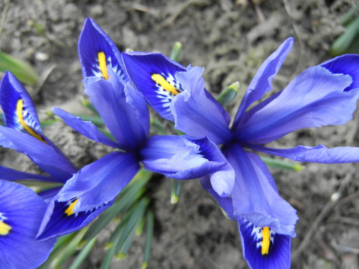 Iris reticulata Blue (2013, March 09) - Iris reticulata Blue