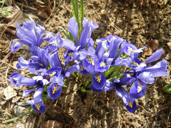 Iris reticulata Blue (2013, March 09) - Iris reticulata Blue