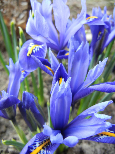 Iris reticulata Blue (2013, March 09)