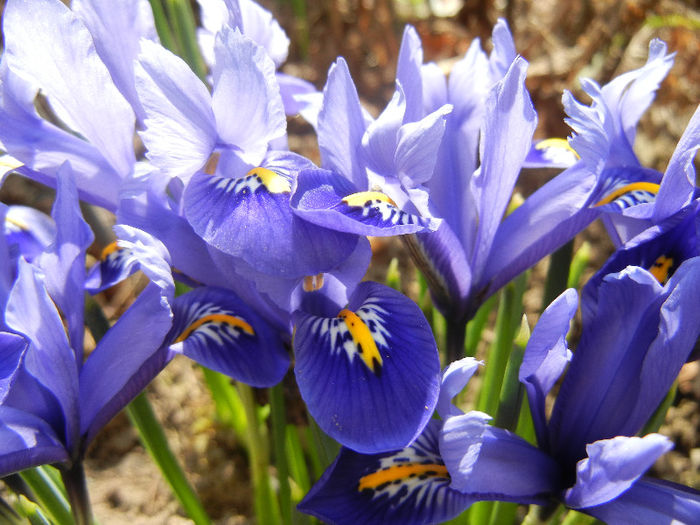 Iris reticulata Blue (2013, March 09)