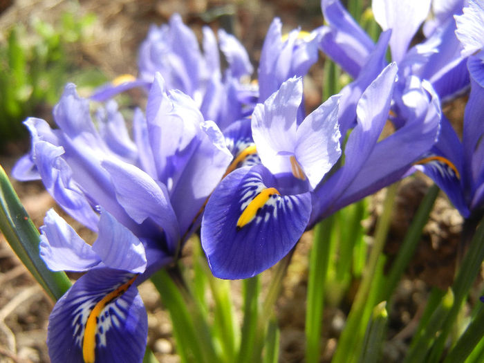 Iris reticulata Blue (2013, March 09) - Iris reticulata Blue