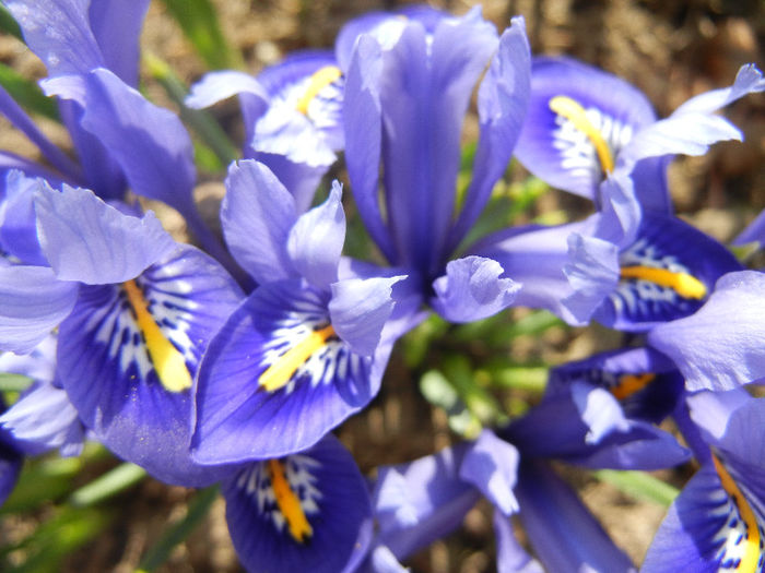 Iris reticulata Blue (2013, March 09)