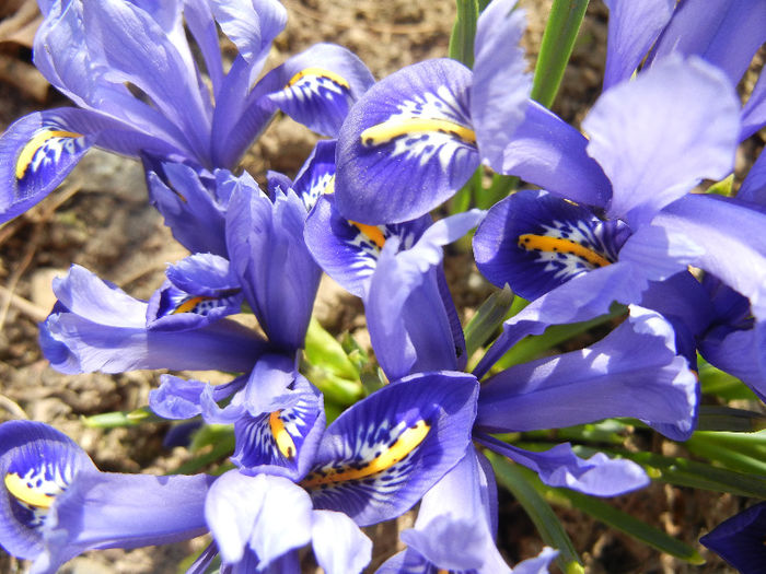 Iris reticulata Blue (2013, March 09)