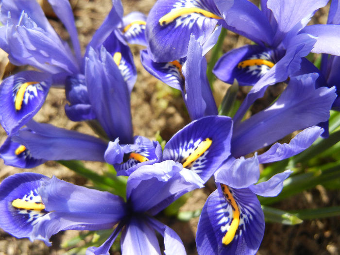 Iris reticulata Blue (2013, March 09) - Iris reticulata Blue