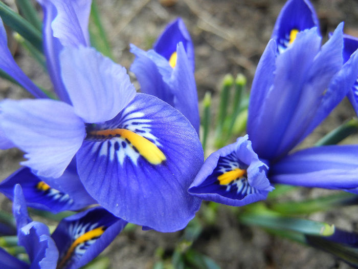 Iris reticulata Blue (2013, March 09)