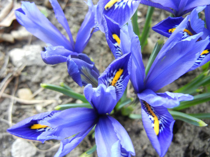 Iris reticulata Blue (2013, March 09)