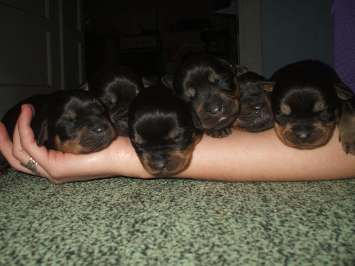 pui de rottweiller