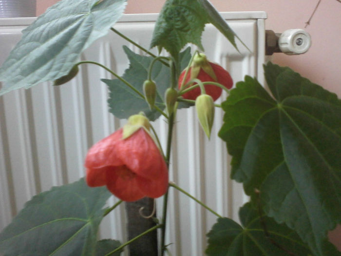 abutilon