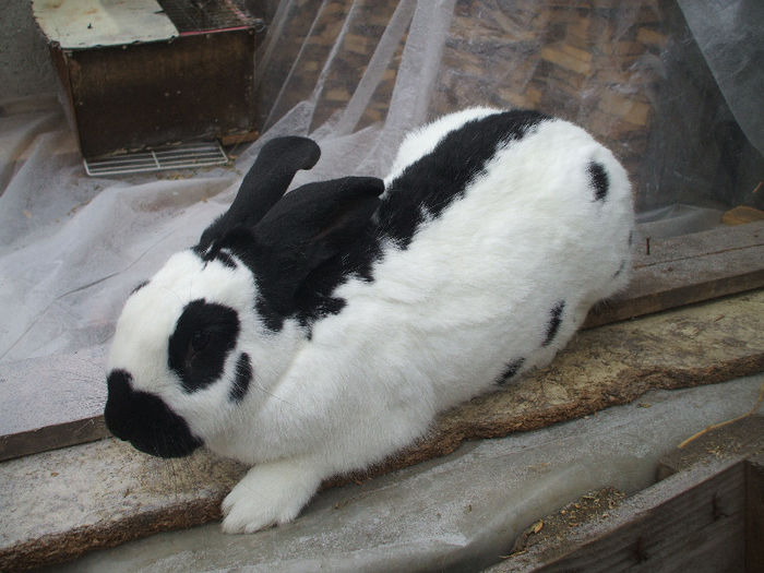 femela de fluture german