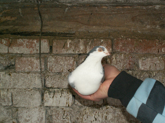 m 2010 - Porumbei galateni Vanduti