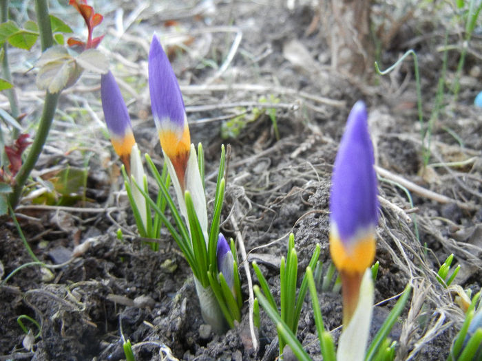 Crocus sieberi Tricolor (2013, March 09) - Crocus sieberi Tricolor