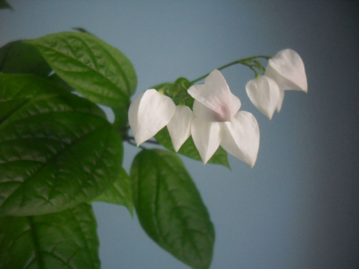 1 martie 2013 - CLERODENDRUM THOMSONIAE