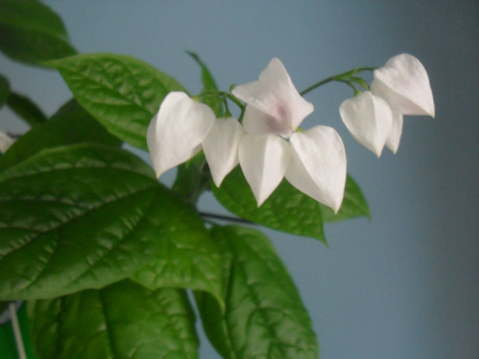 SDC19972 - CLERODENDRUM THOMSONIAE