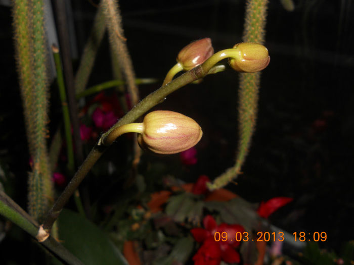 DSCN2748