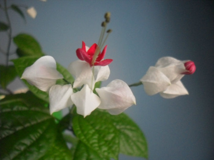 SDC19981 - CLERODENDRUM THOMSONIAE