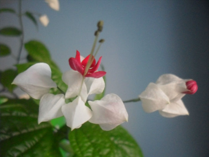 SDC19982 - CLERODENDRUM THOMSONIAE