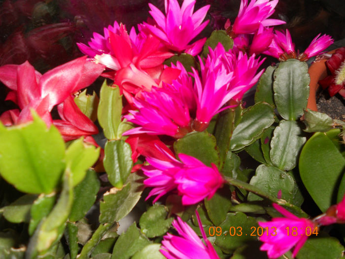 DSCN2730 - Schlumbergera 2012-2013