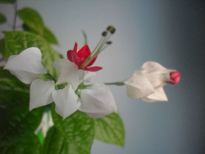 SDC19986 - CLERODENDRUM THOMSONIAE