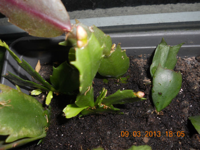 DSCN2734 - Schlumbergera 2012-2013