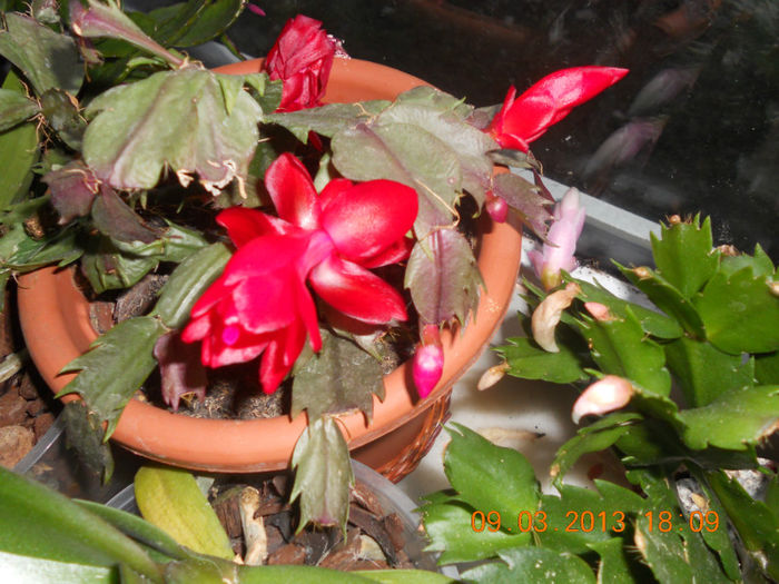 DSCN2746 - Schlumbergera 2012-2013