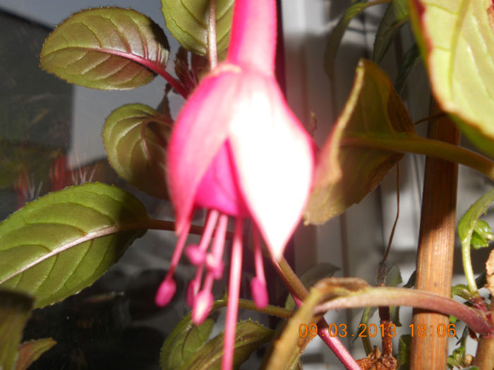 Neobosita - Fuchsia 2012