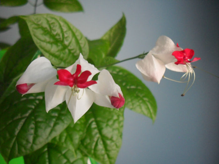 SDC19998 - CLERODENDRUM THOMSONIAE