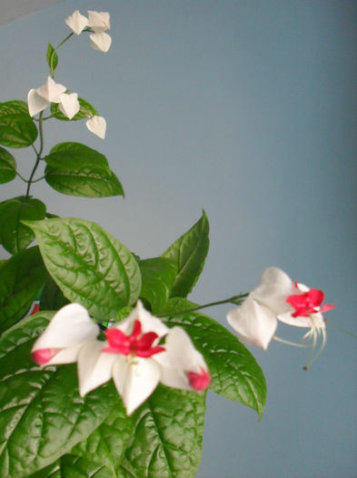 SDC19999 - CLERODENDRUM THOMSONIAE