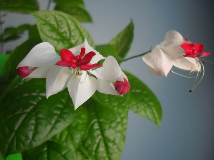 SDC10001 - CLERODENDRUM THOMSONIAE