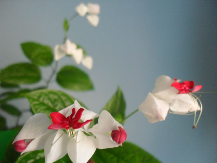 SDC10004 - CLERODENDRUM THOMSONIAE