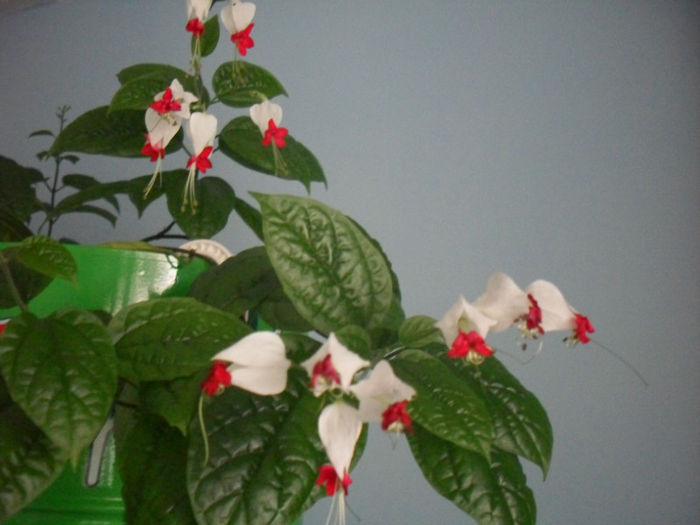 SDC10053 - CLERODENDRUM THOMSONIAE