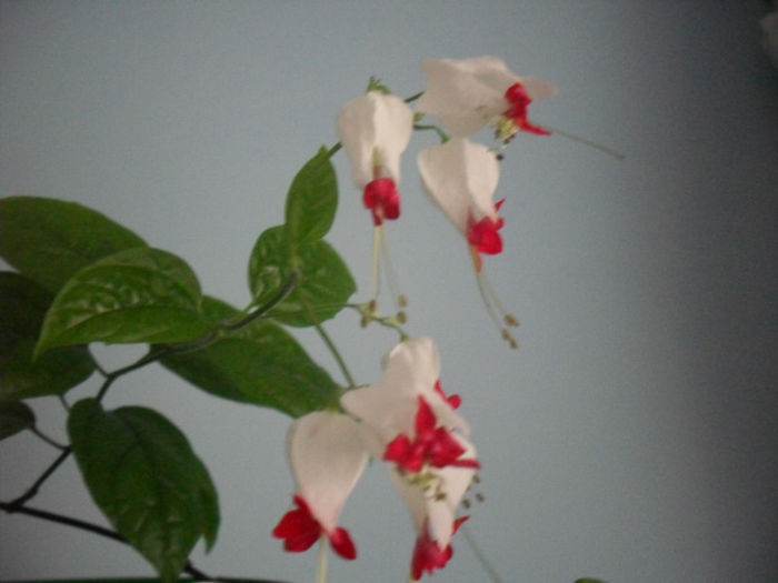 SDC10055 - CLERODENDRUM THOMSONIAE