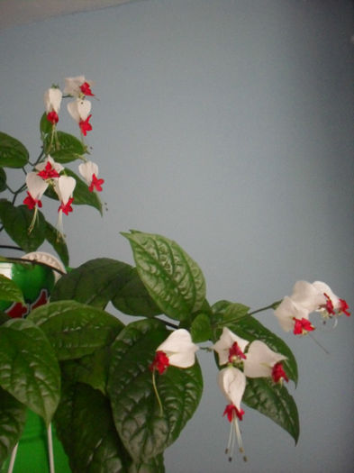 SDC10056 - CLERODENDRUM THOMSONIAE