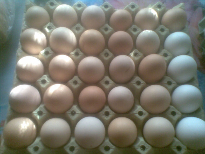 oua incubatt - 2016vand oua pentru incubat