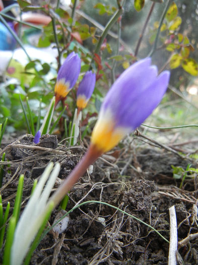 Crocus sieberi Tricolor (2013, March 09) - Crocus sieberi Tricolor