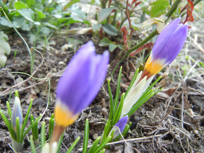 Crocus sieberi Tricolor (2013, March 09) - Crocus sieberi Tricolor